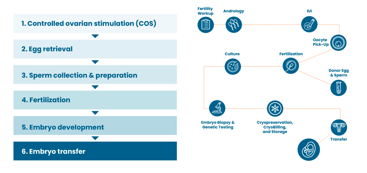 fact_charts_images_-IVFNaturalConception-IVF-Process 1